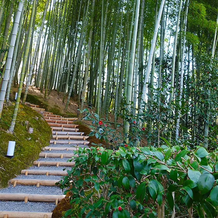 Japo camí bambu
