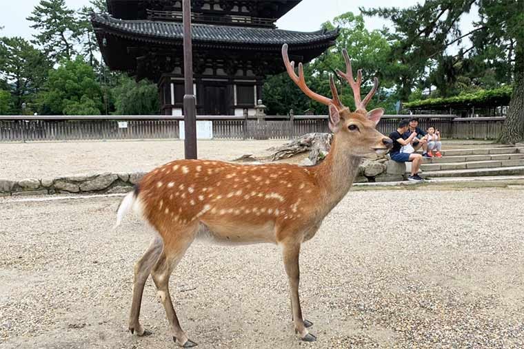 Japó Parc de Nara
